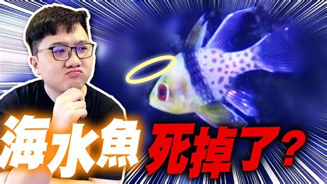 魚死掉埋葬|養了多年的寵物魚去世 